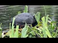 "Coot family gathers by the nest as rain begins in the fountain basin 🐦🐥🐥🐥🌿🌊⛲🌧️ "