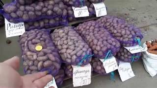 Видео ЗА САЖЕНЦАМИ К НАТАНОВИЧУ от Alla Kovalchyk, Молодёжный переулок, Санкт-Петербург, Россия