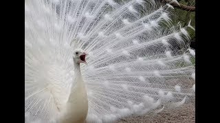 white peacock 2019   by ani male in ultra HD