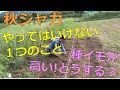 秋ジャガ やってはいけない1つのこと 種イモが高い!どうしたらいい? 芽出しから植え付けまで