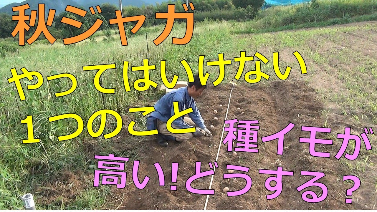 秋ジャガ　やってはいけない１つのこと　種イモが高い！どうしたらいい？　芽出しから植え付けまで