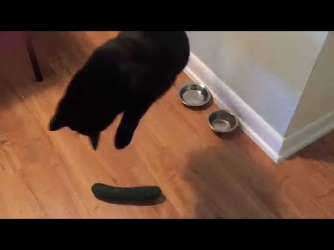 funny-animals-getting-scared-over-nothing-compilation---dogs,-cats