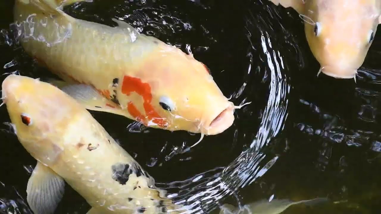 koi fish - Cyprinus rubrofuscus var. "koi"