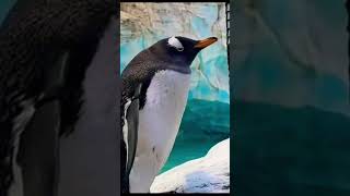 SeaWorld Abu Dhabi | Самый большой аквариум в мире. Океанариум в Абу Даби. #seaworldabudhabi