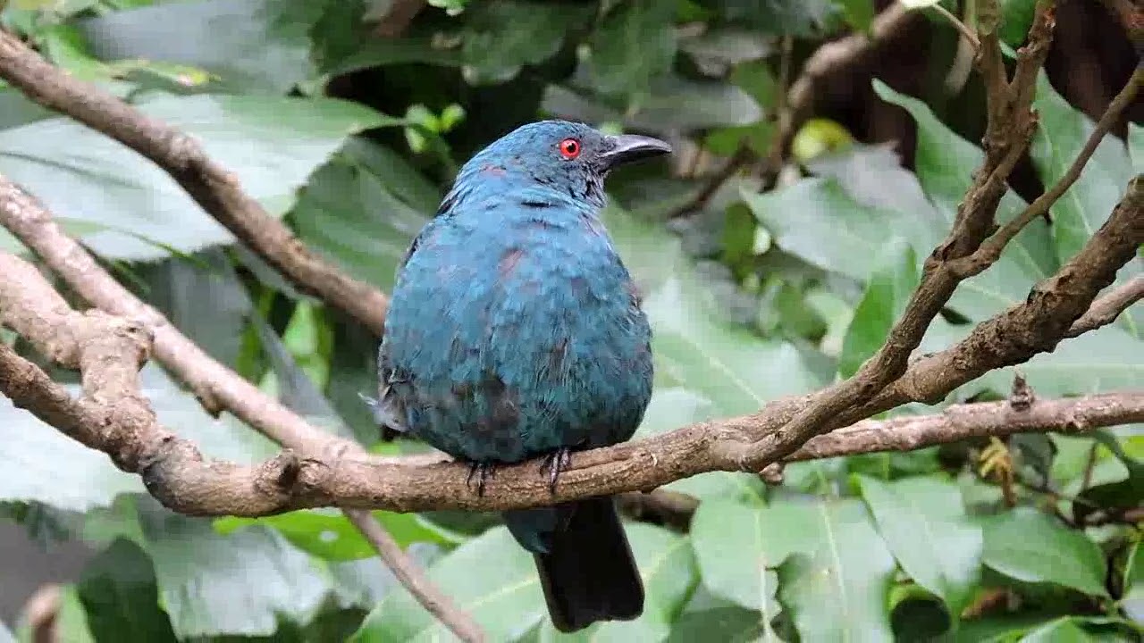 Asian fairy bluebird Irena puella female 10 9 17 Hong Kong Park 