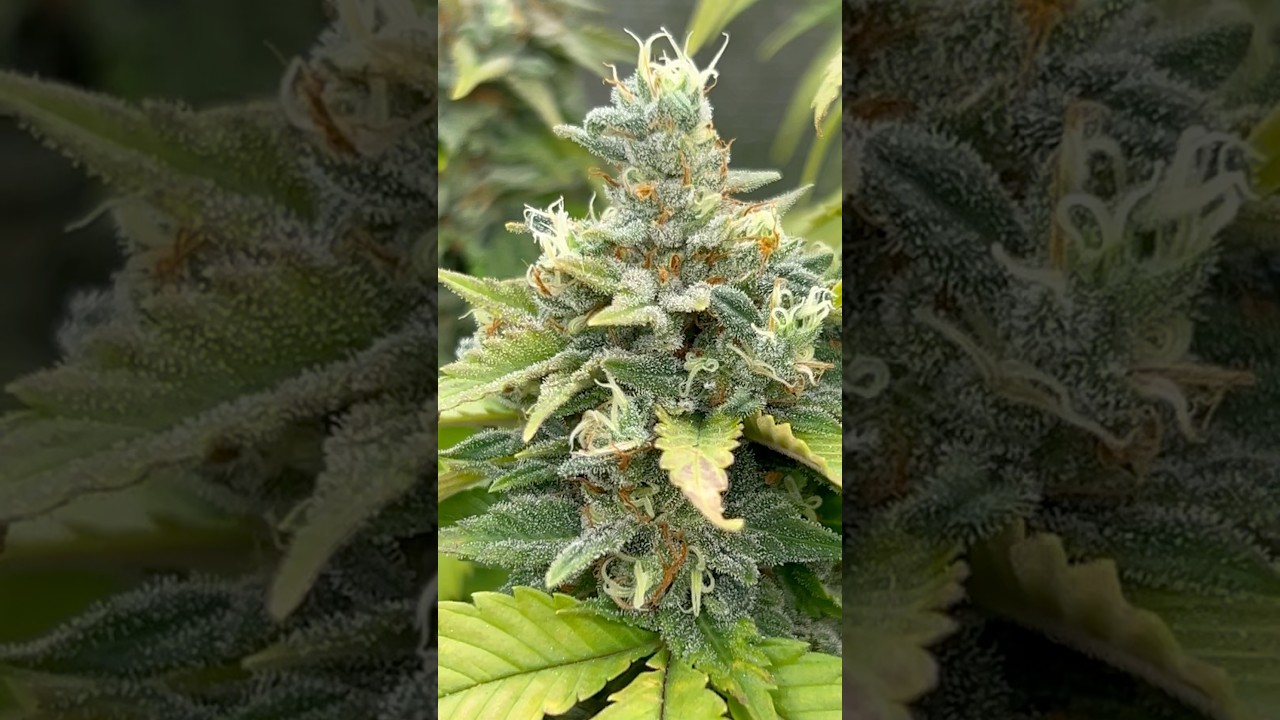 Lavado de Raíces de Última Semana | Diferentes Fenotipos Korenji Día 57 