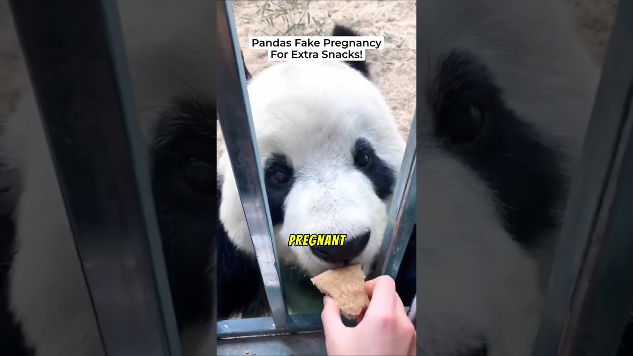 Pandas Can Fake Pregnancy For Extra Snacks!