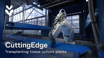 Automated planting tissue culture plants with the CuttingEdge at AllPlant | TTA-ISO