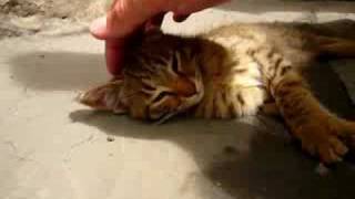 Aufeinandertreffen...Katze und Affe
