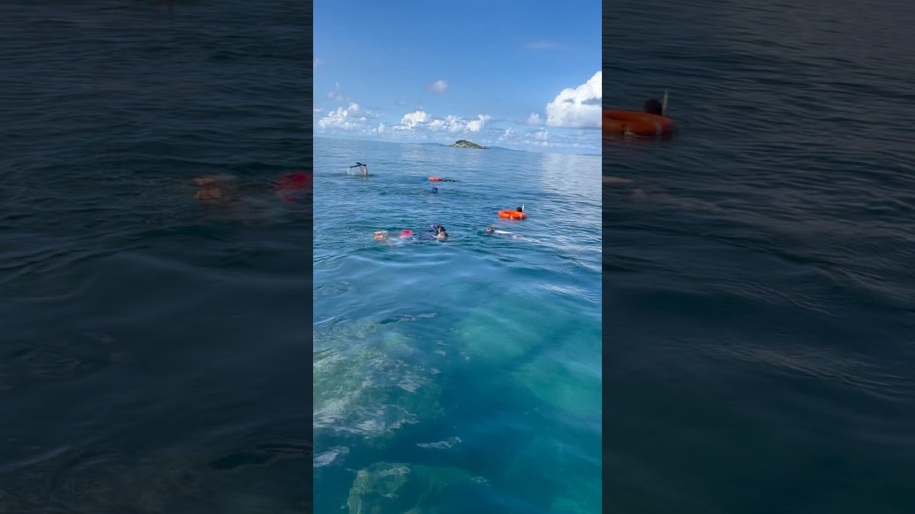 Spotted Bull Sharks 🦈 during snorkelling 🤿 at Seychelles 🇸🇨 Marine national park 