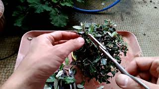 寒グミ1号（芽摘み&葉切り）_Elaeagnus pungens（No.1） Sprout