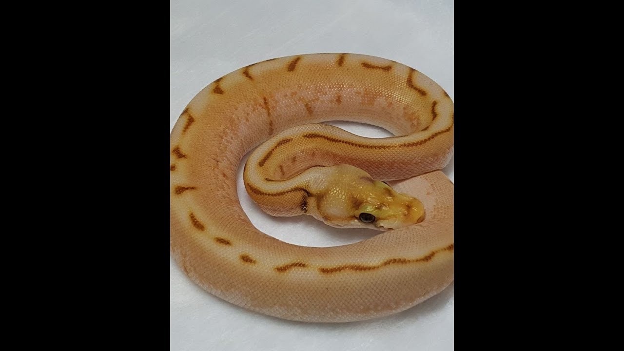 ball python breeders in ohio ball python hatchling update - clutch 1 - 2017