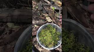 Andaliman Ii Bumbu Batak