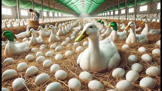 Mastering Organic Duck Farming Raising Poultry, Harvesting Eggs