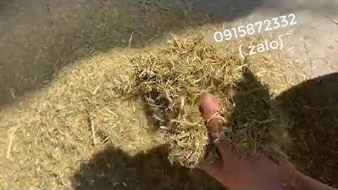 Máy băm nghiền đa năng cổ cao, chuyên dụng băm mía, rơm rạ, xơ dừa, thân ngô, cành lá, thân dây leo,