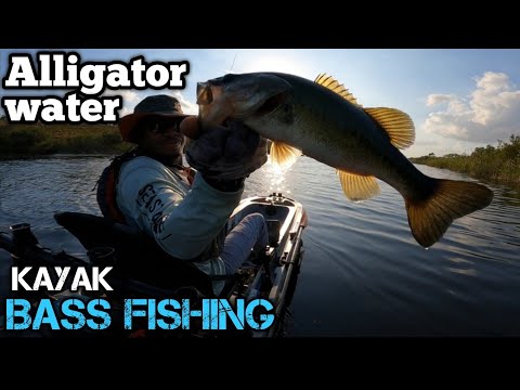 Kayak Bass Fishing with Alligators