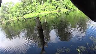 картинка: Мормо вылазка в дебри. Искал ротана, а нашел беспредельную мелкую щуку.