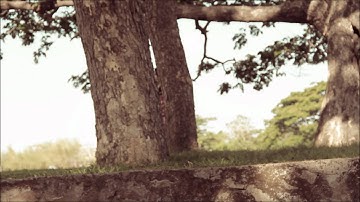 Save the Date | Alvin + Ruth Joy