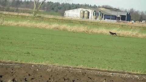 Dolly Hare Coursing Winter 6 year old