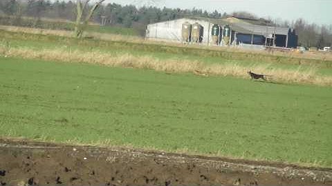 Dolly Hare Coursing Winter 6 year old