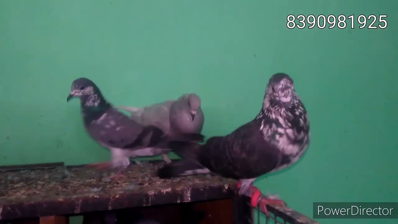 high flyer top quality pigeon #nagpur #subscribe #trending #trending #first #like #pigenslovers #all