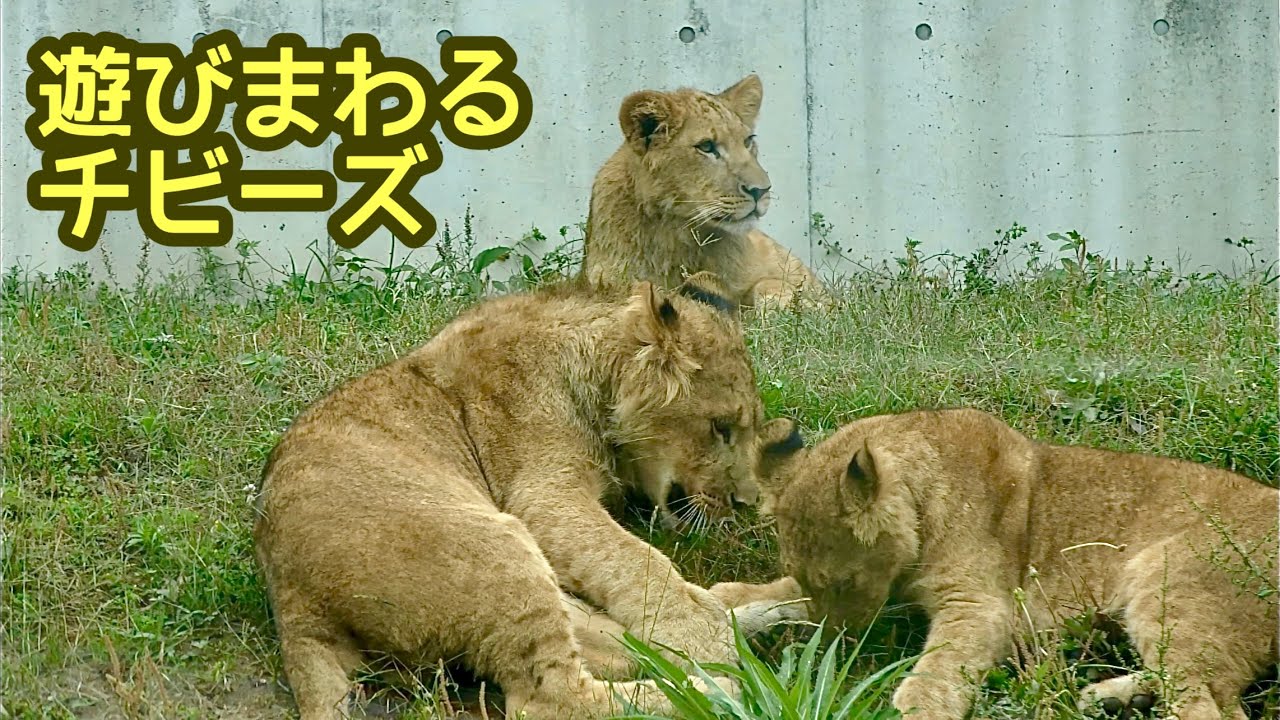 しばライオンページ ライオンチビーズ デンくんアルくんベガちゃん なかよく遊ぶ様子です