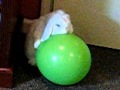 Humping Bunny! (2 of 2)