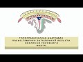 Топографическая анатомия лобно-теменно-затылочной области. Оболочки головного мозга.