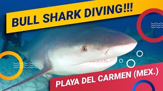 Bull Shark Diving in Playa Del Carmen (Riviera Maya - Mexico) -  Dressel Divers