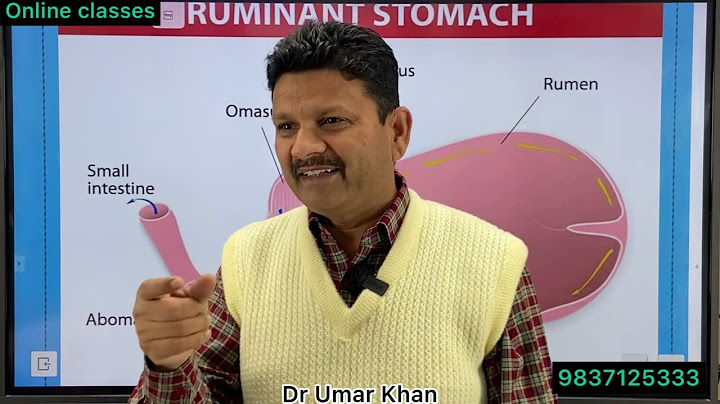 Ruminants stomach l fore stomach l Rumen l Reticulum l Dr Umar Khan