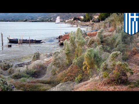 Video: Serangan Labah-labah: Bagaimana Pantai-pantai Di Yunani Ternyata Ditutup Dengan Jaring Laba-laba - Pandangan Alternatif