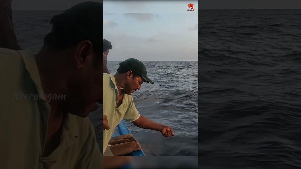 Sea Fish Catching Videos
