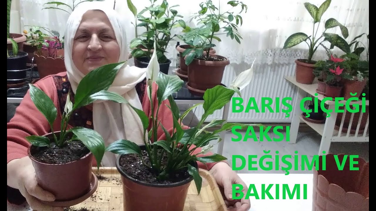 BARIŞ ÇİÇEĞİ DİĞER BİR ADI İLE YELKEN ÇİÇEĞİNİN SAKSI DEĞİŞİMİ VE BAKIMI NASIL OLMALI ?