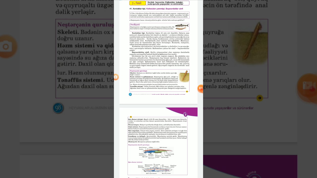 7sinif/41Xordalılar tipi.Kəlləsizlər yarımtipi.Başıxordalılar sinfi.Neştərçə