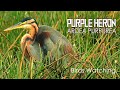The Life of Birds | Purple Heron | Ardea Purpurea