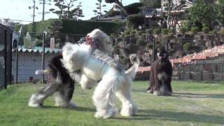 20091031 Dog Ear - 2 ( afghan hound )