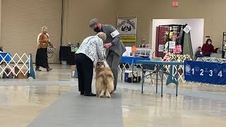 Open Senior - Junior Showmanship - Kerrville, TX 3/12/21 by Totally Tiggerific 13 views 5 months ago 12 minutes, 19 seconds