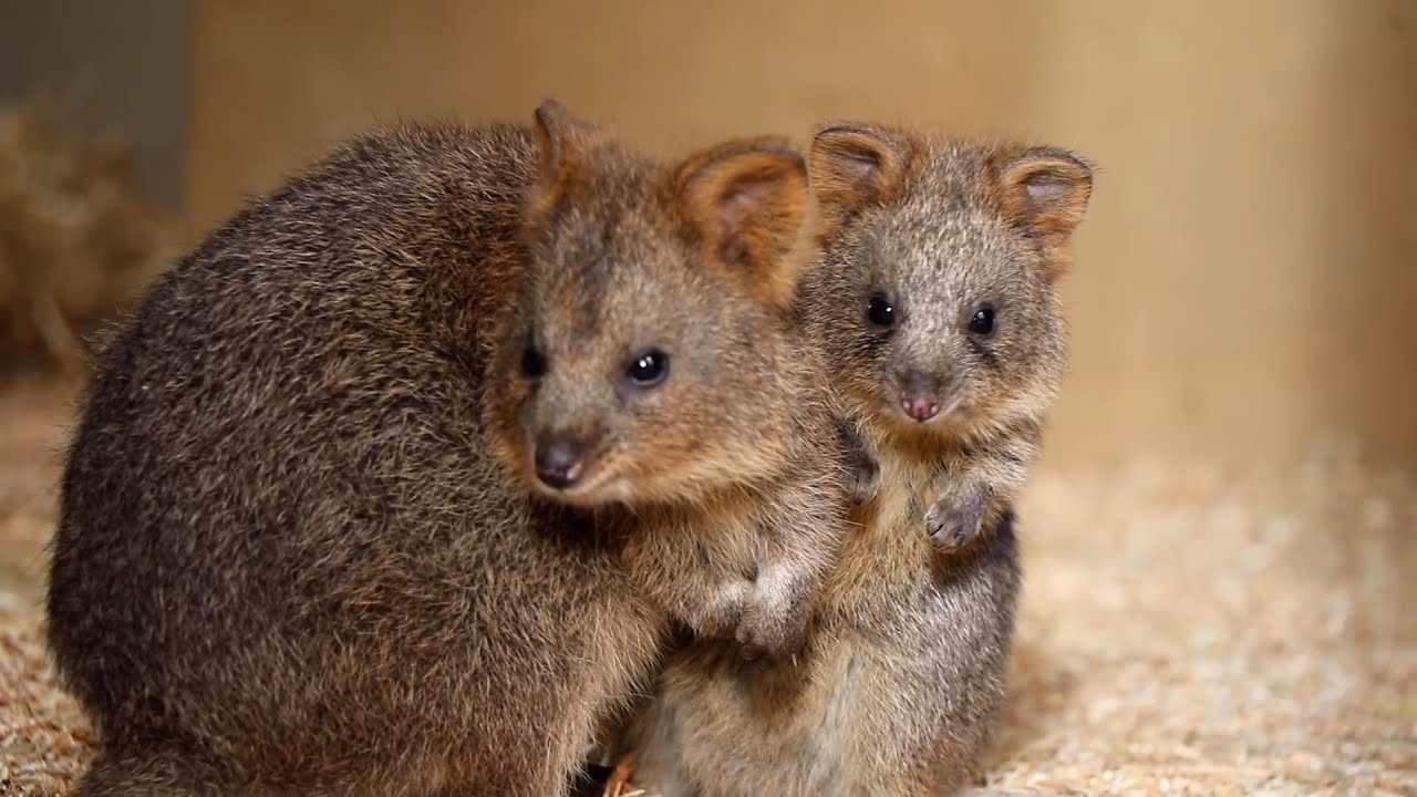 世界一しあわせな動物 クオッカ 昨年 60年ぶりに日本に 埼玉県こども動物自然公園 Youtube