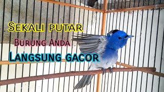 Kehicap Ranting GACOR Cocok Untuk Pancingan/Masteran Burung Anda