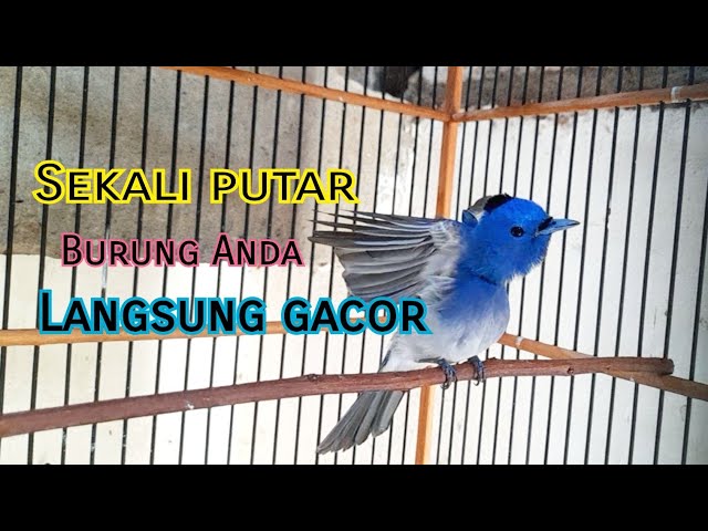 Kehicap Ranting GACOR Cocok Untuk Pancingan/Masteran Burung Anda class=