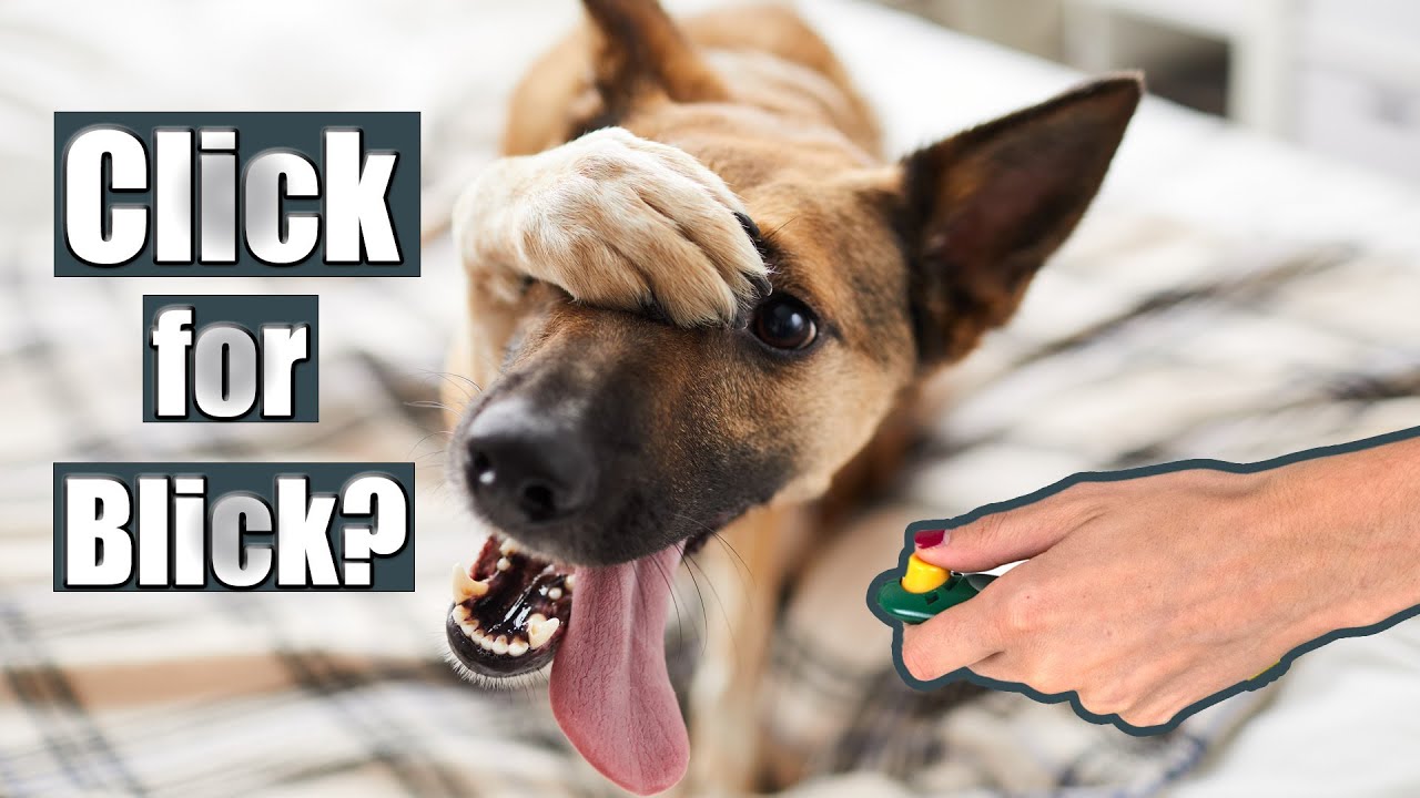 Clickertraining mit Hund - effektiv oder sinnlos?