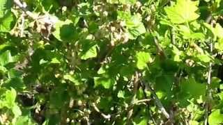видео Пчела на цветках чёрной смородины