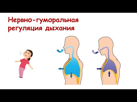 Нервно-гуморальная регуляция дыхания