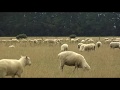 Sheep 01 - Free Stock Footage