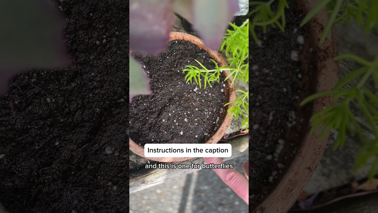 Pollinators need a water source too!