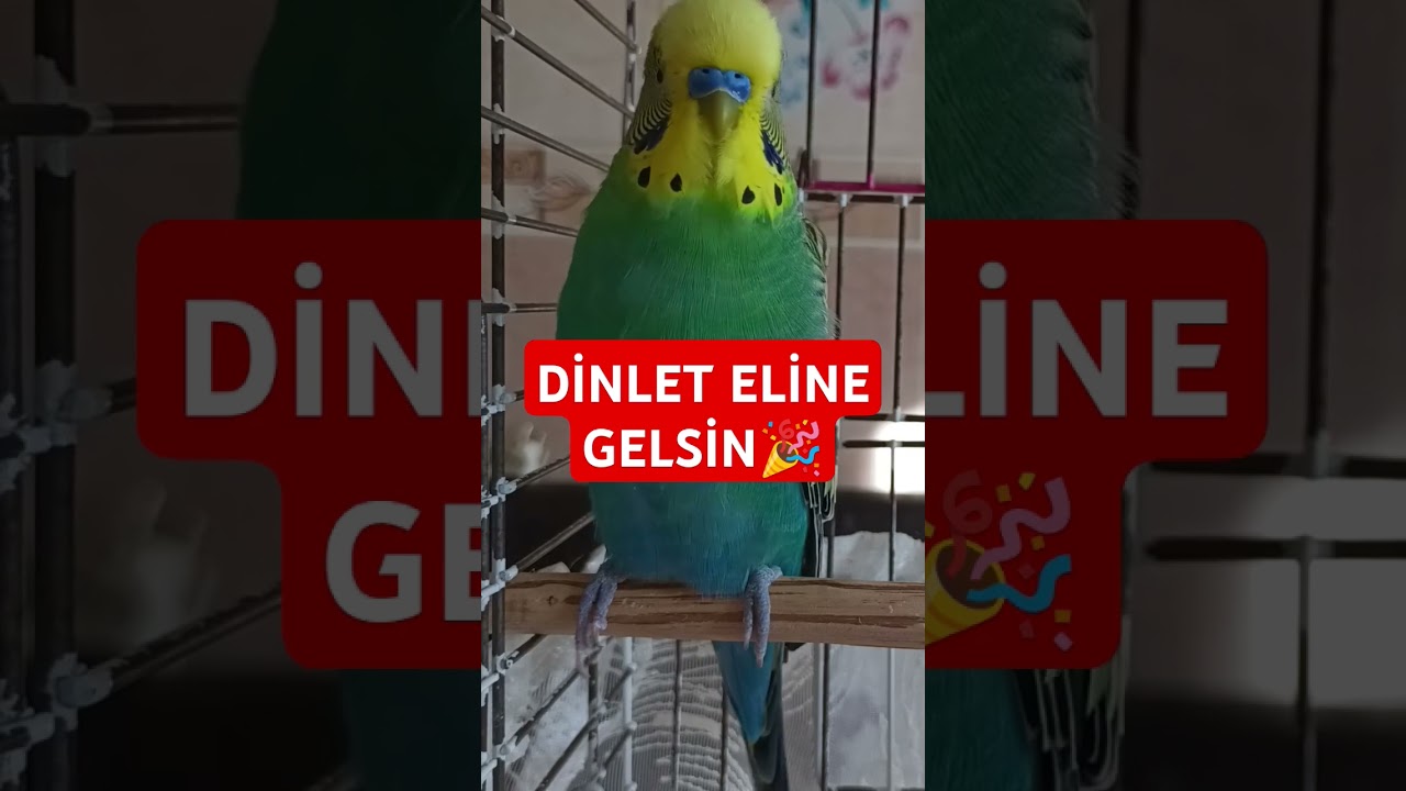 Dinlet Gelsin #muhabbetkuşufıstık #birds #muhabbetkuslari #muhabbetkuşu #kuslar #parrot #budgies