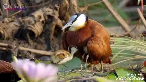 سورة (العصر /الهمزة /الفيل )مشاري بن راشد العفاسي