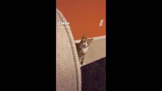Cat videos for kids short videos 25 | Cat Vines