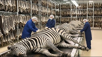 Inside the Zebra Leather Factory – How Zebra Skin Turns Into The World’s Most Exotic Cowboy Boots