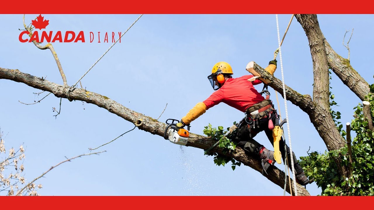 캐나다 극한 직업,  나무 자르는 사람, 로프로 나무 오르는 법.
